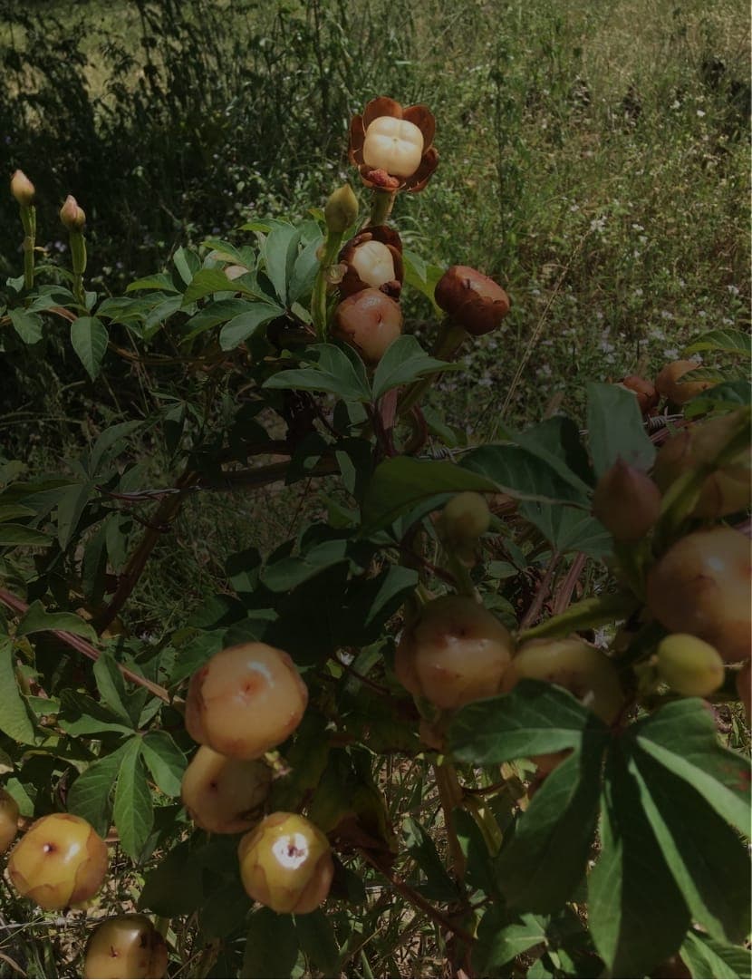 Purga de Batata