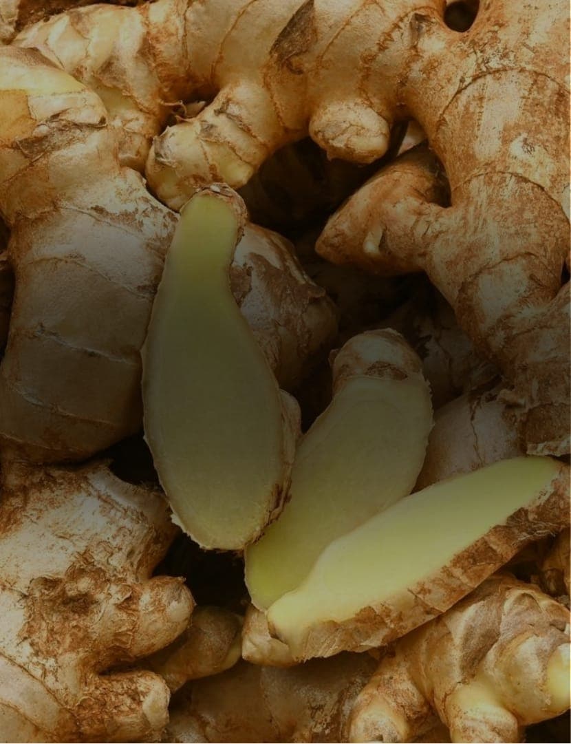 Gengibre